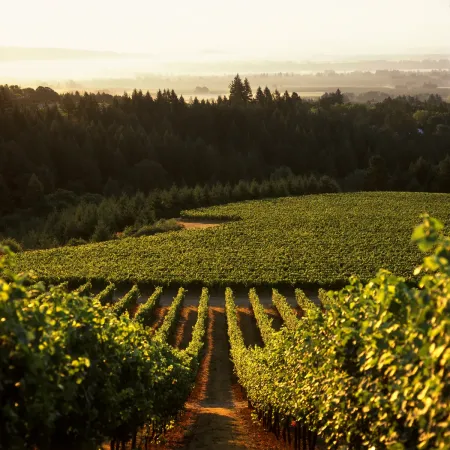 lush view of a pacific northwest winery, with foggy mountains in the distance.