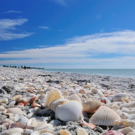 seashells on the beach