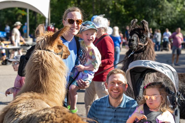 a family poses with llamas
