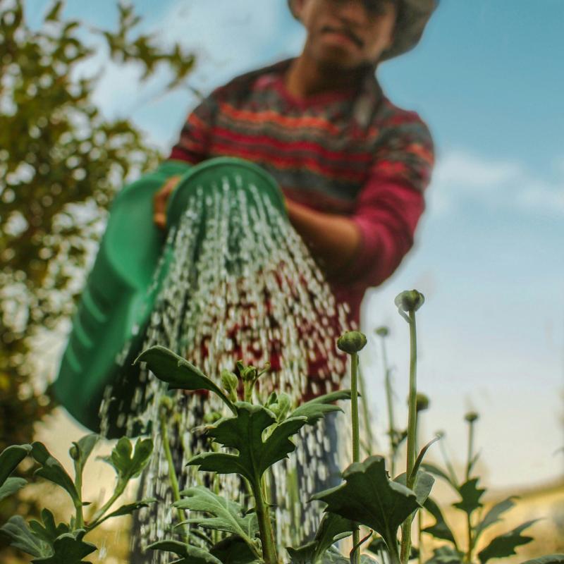 man, watering plants in a garden